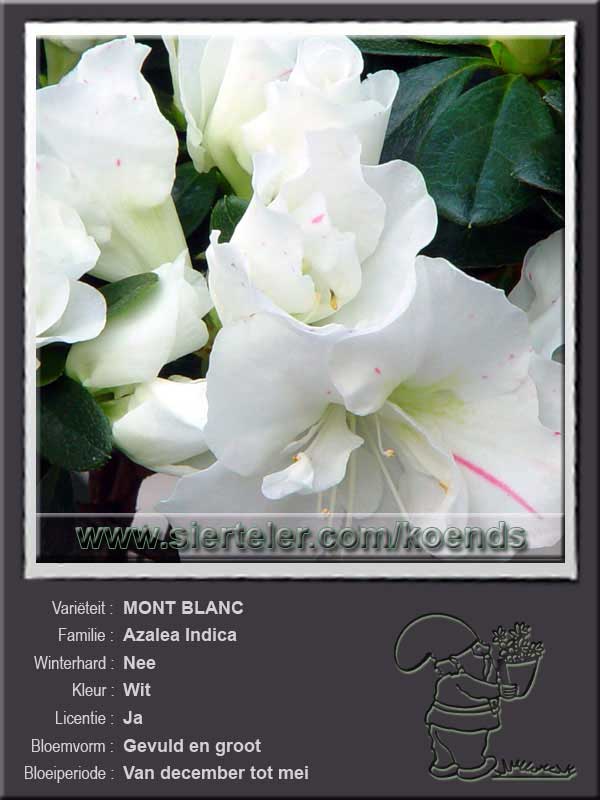 Azalea Indica   MONT BLANC