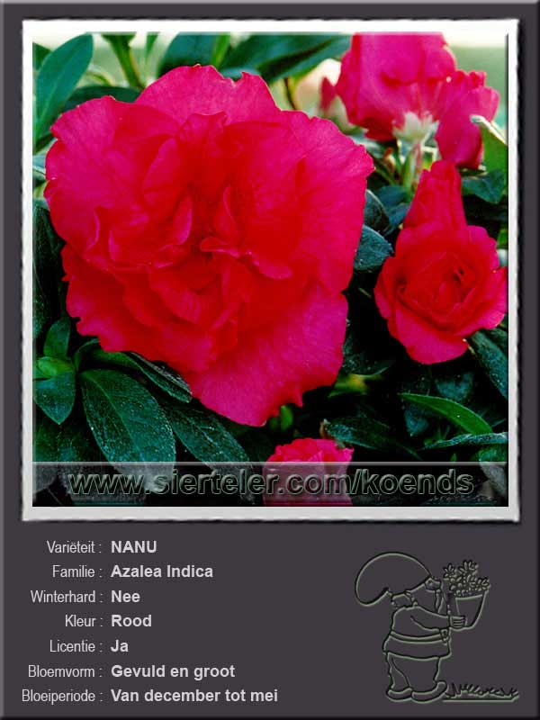Azalea Indica   NANU