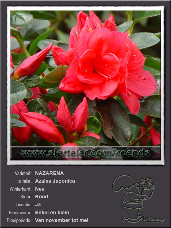 Azalea Japonica   NAZARENA