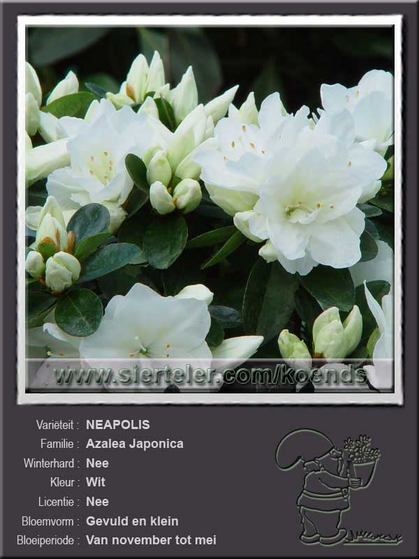 Azalea Japonica   NEAPOLIS