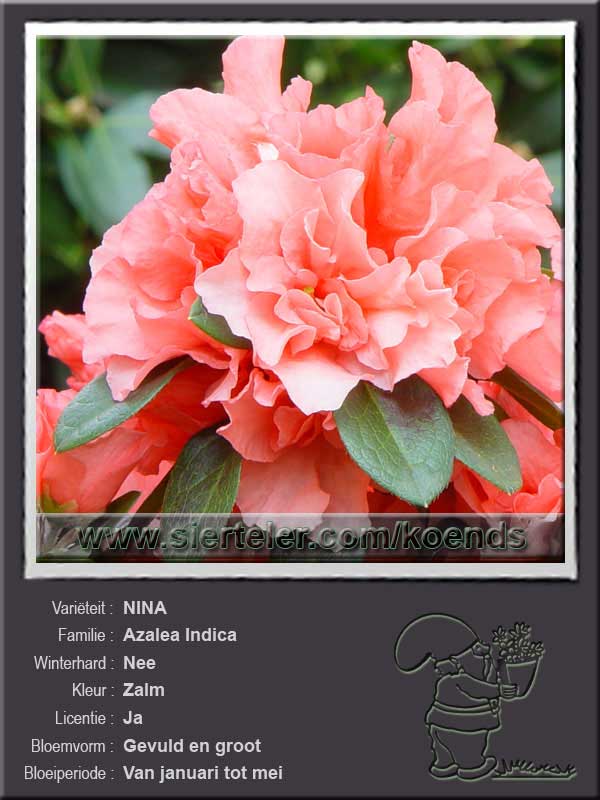 Azalea Indica   NINA