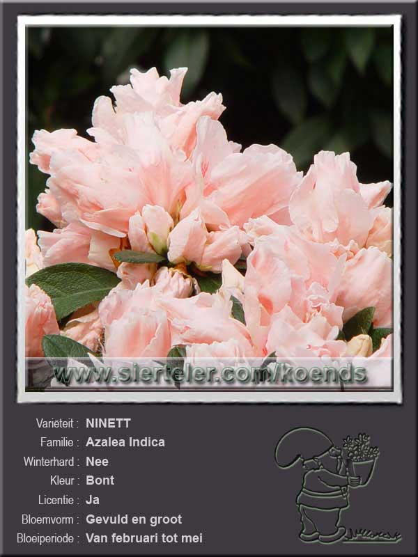 Azalea Indica   NINETT