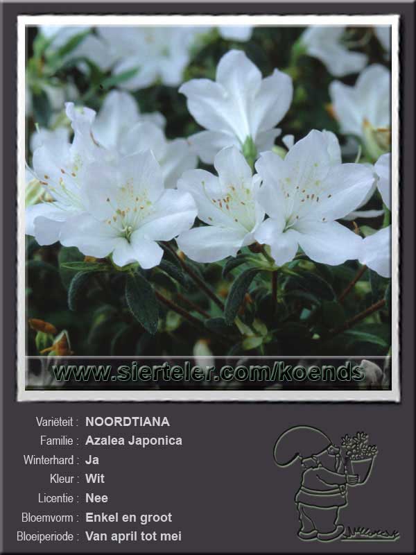 Azalea Japonica   NOORDTIANA