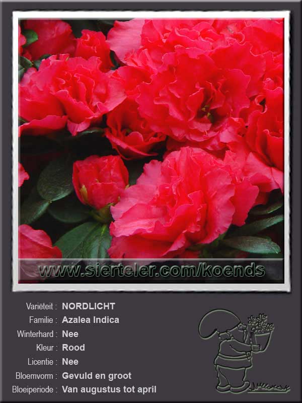 Azalea Indica   NORDLICHT