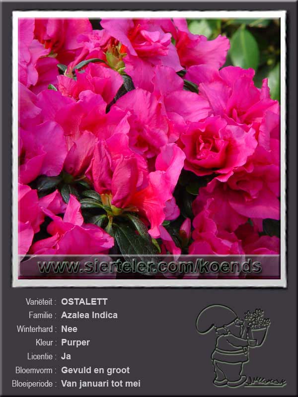 Azalea Indica   OSTALETT