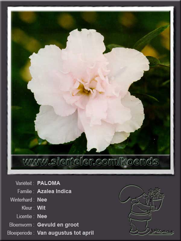 Azalea Indica   PALOMA