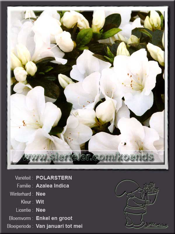 Azalea Indica   POLARSTERN