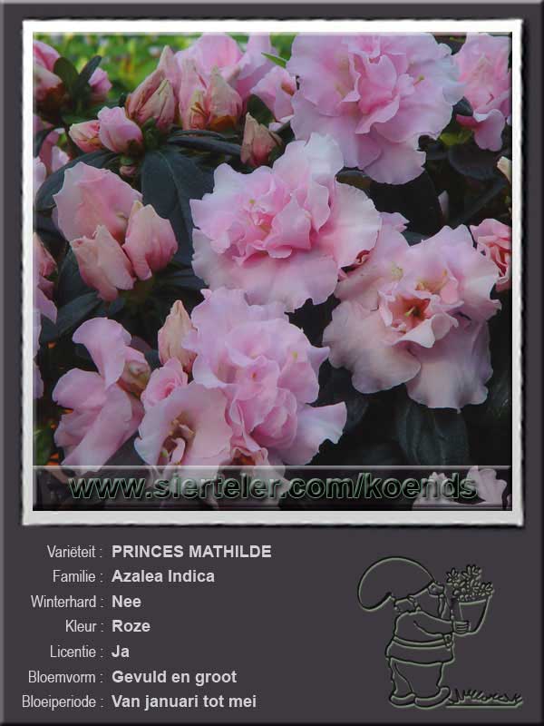 Azalea Indica   PRINCES MATHILDE
