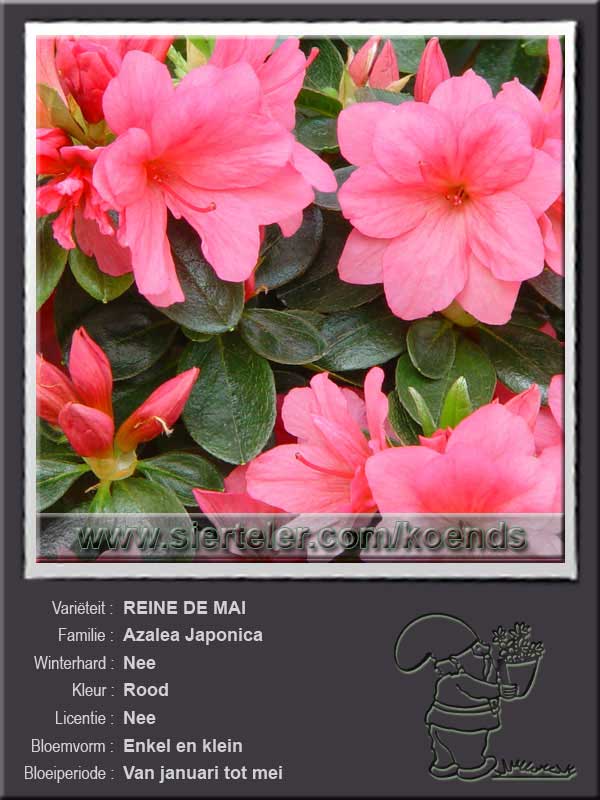 Azalea Japonica   REINE DE MAI