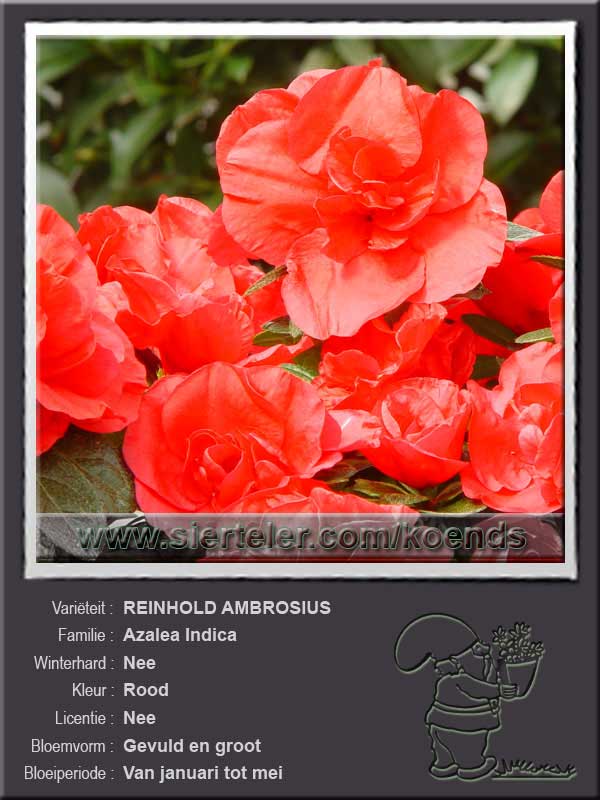 Azalea Indica   REINHOLD AMBROSIUS