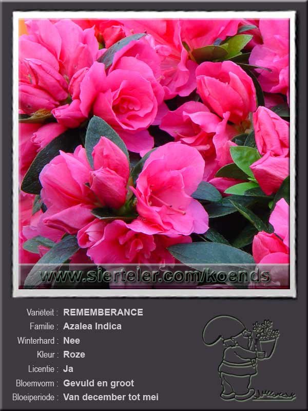 Azalea Indica   REMEMBERANCE