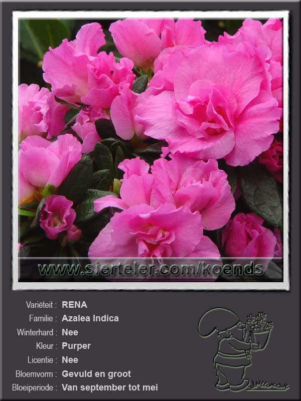 Azalea Indica   RENA