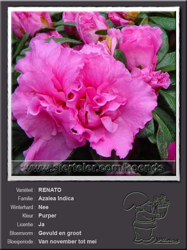 Azalea Indica   RENATO