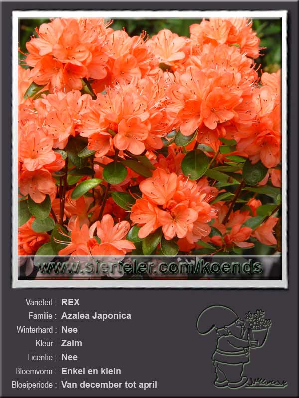 Azalea Japonica   REX