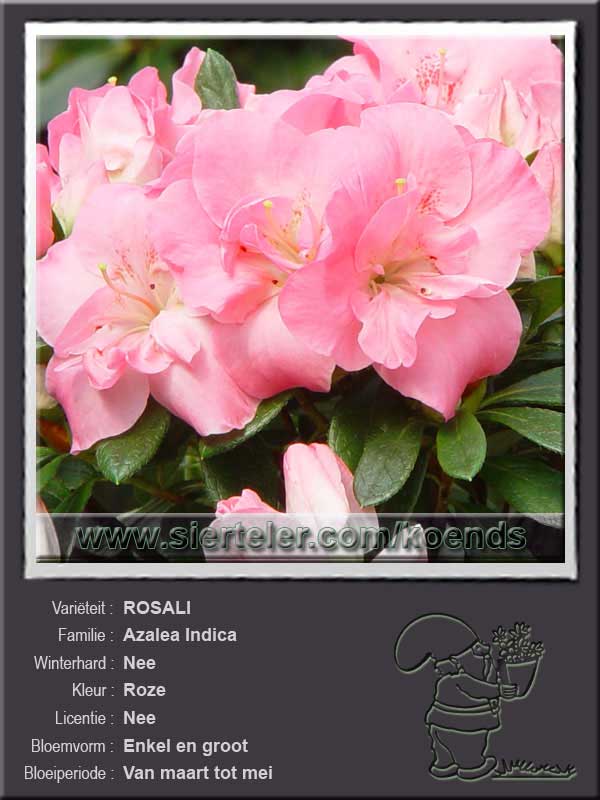 Azalea Indica   ROSALI