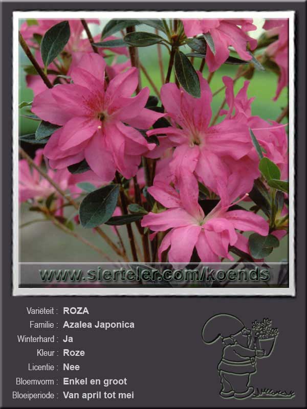 Azalea Japonica   ROZA