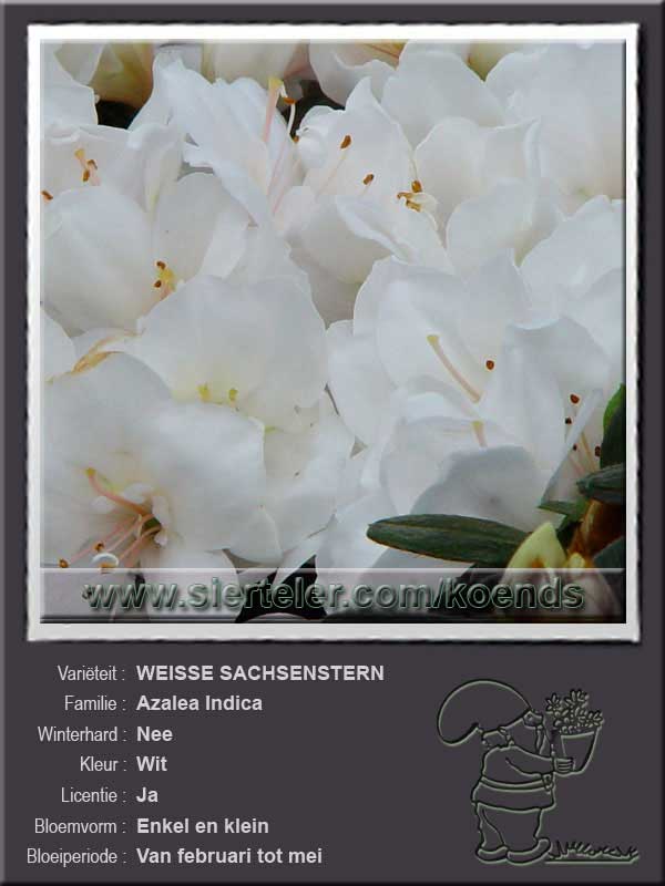Azalea Indica   WEISSE SACHSENSTERN