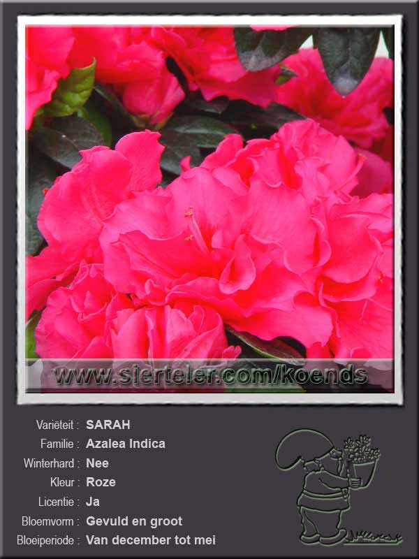 Azalea Indica   SARAH