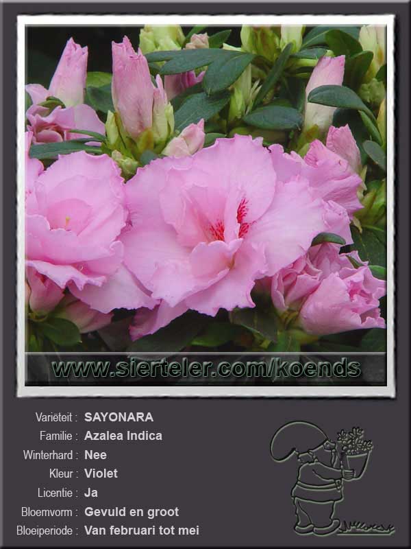 Azalea Indica   SAYONARA