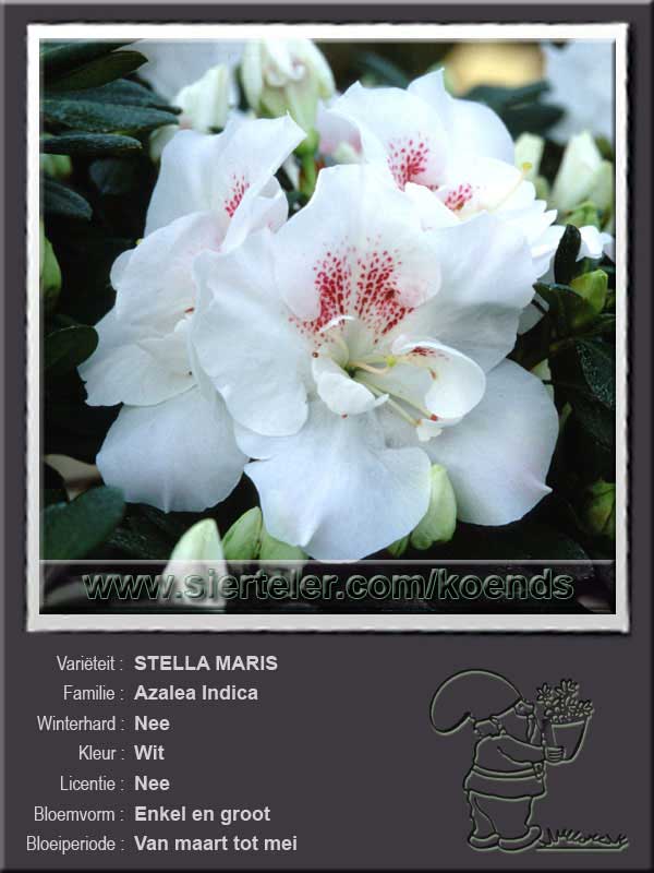 Azalea Indica   STELLA MARIS