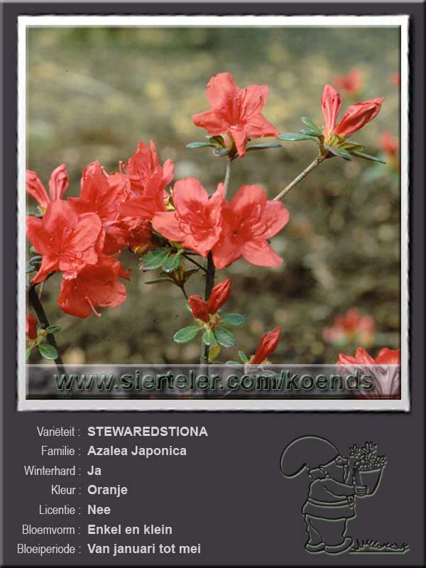 Azalea Japonica   STEWAREDSTIONA