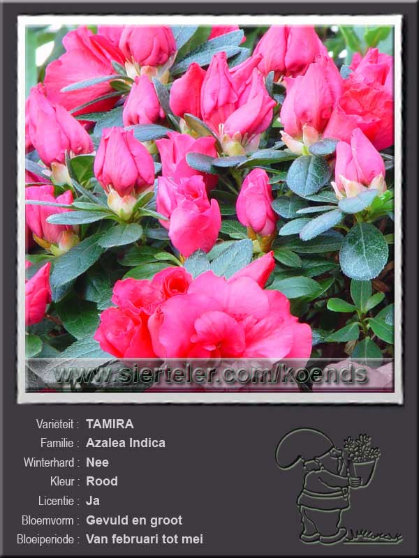 Azalea Indica   TAMIRA