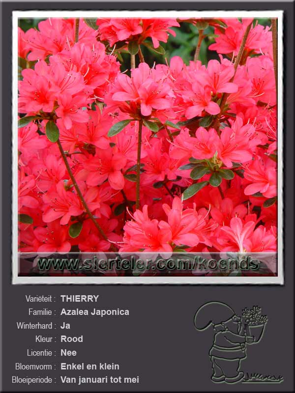 Azalea Japonica   THIERRY