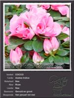 Azalea Indica   COCCO