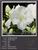 Azalea Indica   DAME BLANCHE