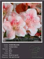 Azalea Indica   DAME MELANIE