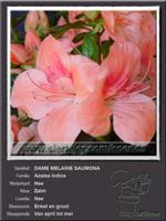 Azalea Indica   DAME MELANIE SAUMONA