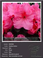 Azalea Indica   DAVINA