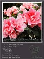 Azalea Indica   DE WAELE's FAVORIT