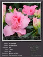 Azalea Indica   ELEONORE