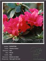 Azalea Indica   EURATOM