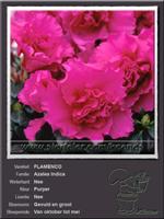 Azalea Indica   FLAMENCO
