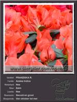 Azalea Indica   FRANZISKA R.