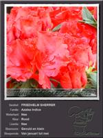 Azalea Indica   FRIEDHELM SHERRER