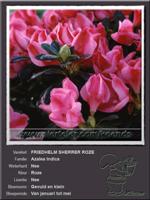 Azalea Indica   FRIEDHELM SHERRER ROZE