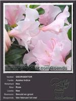 Azalea Indica   GEORGENTOR