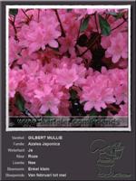 Azalea Japonica   GILBERT MULLIE