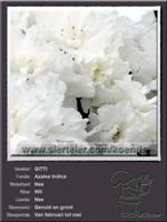 Azalea Indica   GITTI