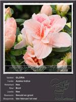 Azalea Indica   GLORIA
