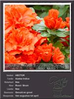 Azalea Indica   HECTOR