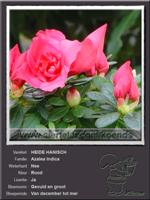 Azalea Indica   HEIDE HANISCH