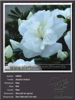 Azalea Indica   HEIDI