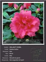 Azalea Indica   HELLMUT VOGEL
