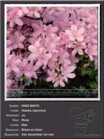 Azalea Japonica   HINO MAYO