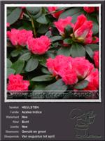 Azalea Indica   HEULSTEN