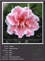 Azalea Indica   ILONA